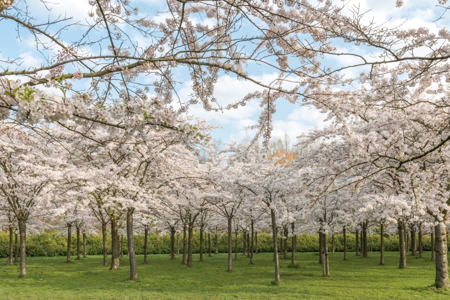 Amsterdamse Bos