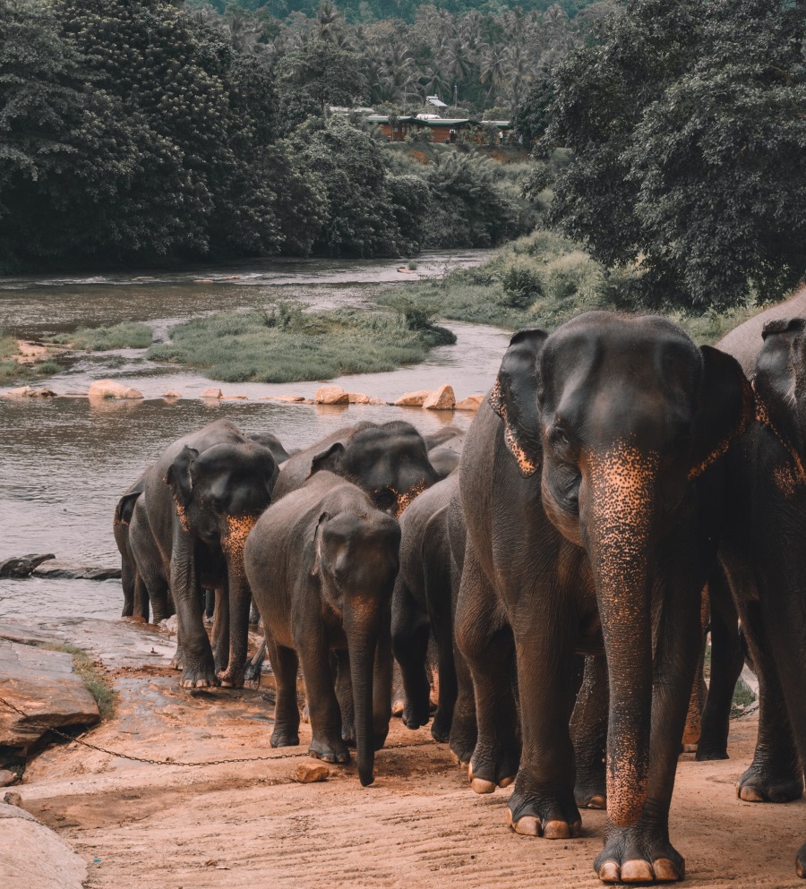 Sri Lanka Elephants © Alex Aazbache, Unsplash