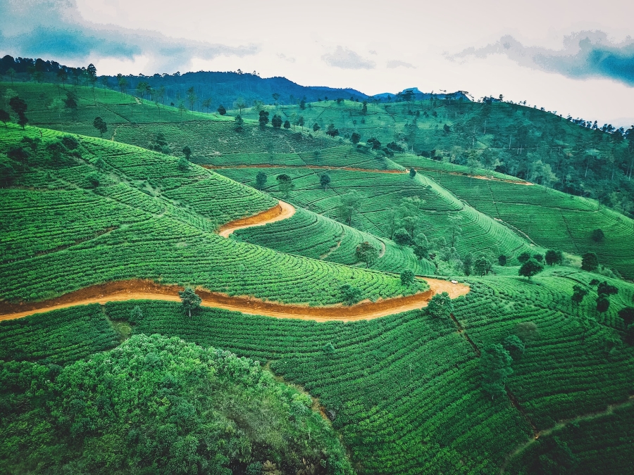 Tea plantation © Adobe Stock