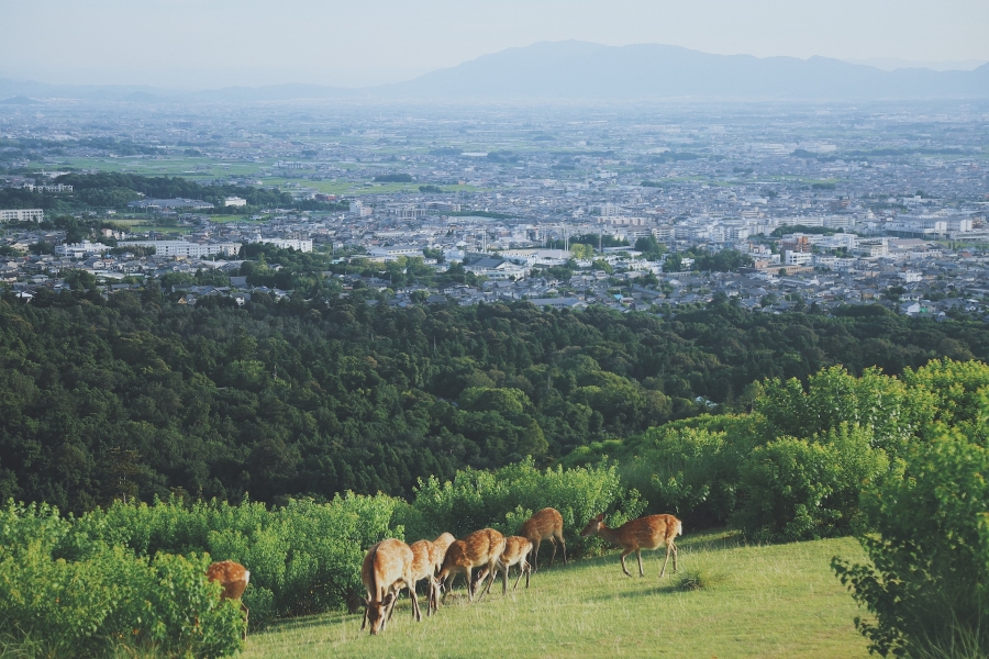 Nara The City of Deers