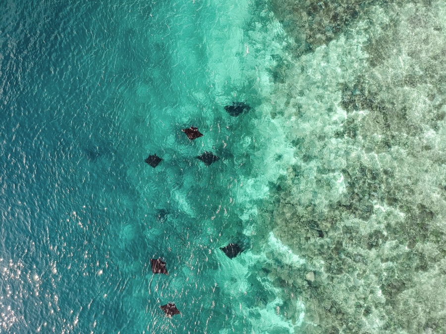manta rays in Maldives