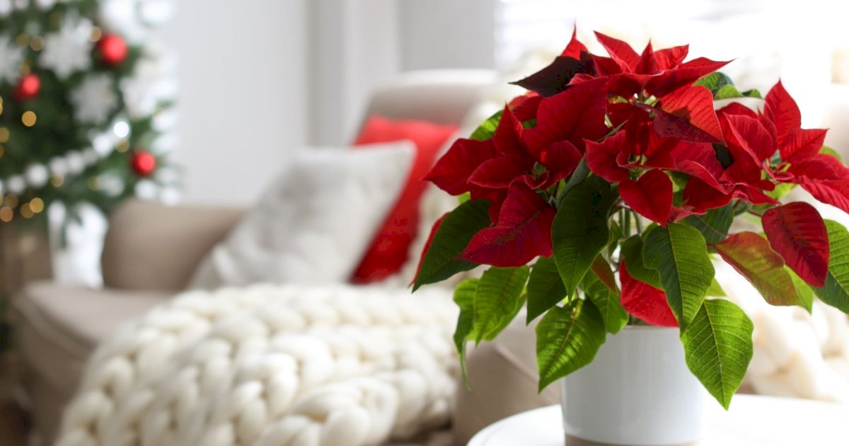 5 beautiful plants for a natural Christmas • Art de Vivre