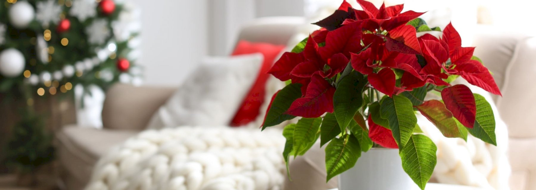 5 beautiful plants for a natural Christmas