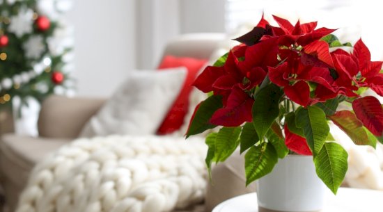 5 beautiful plants for a natural Christmas